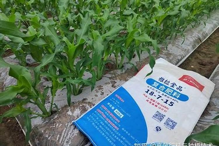 西瓜苗发黄怎么办求解
