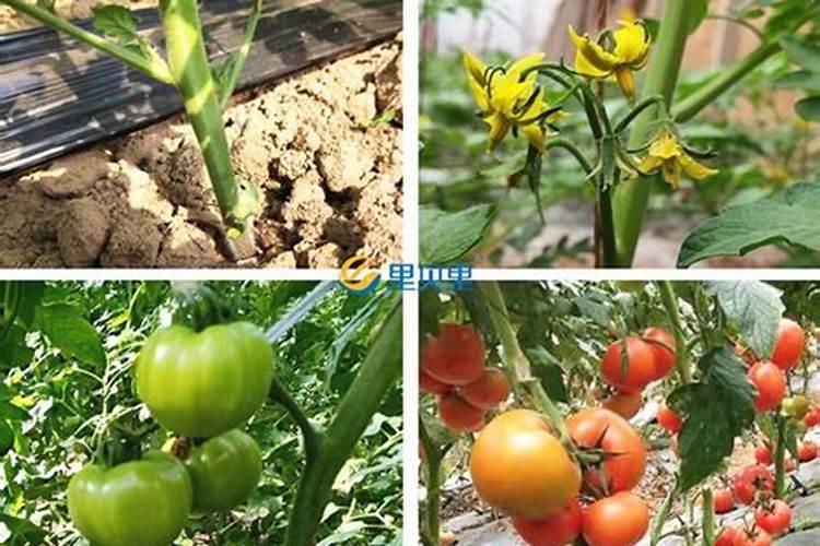 蔬菜种植缺硼有什么症状？如何正确补硼？