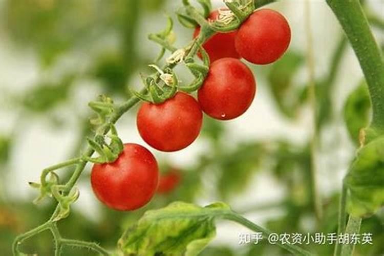 玉米怎样追肥