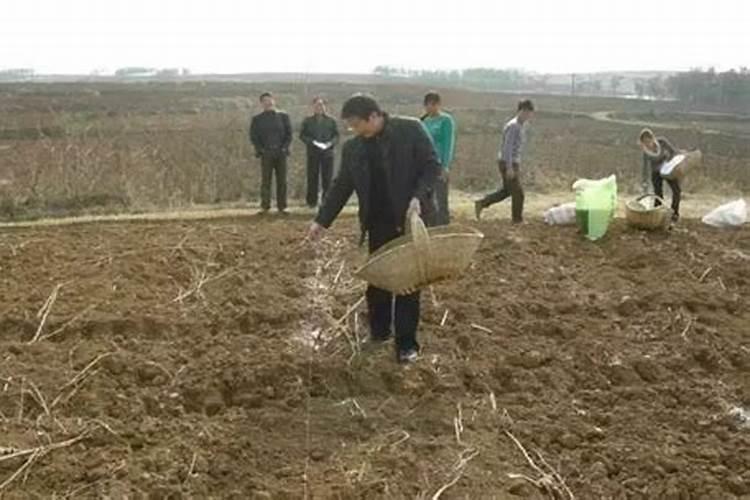 豆子用什么肥料产量高？
