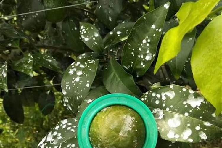 种豆最好的肥料是什么？