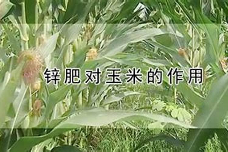 氮肥对蔬菜的硝酸盐含量影响