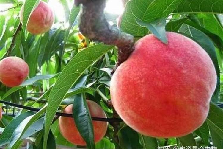 种菜几天施肥