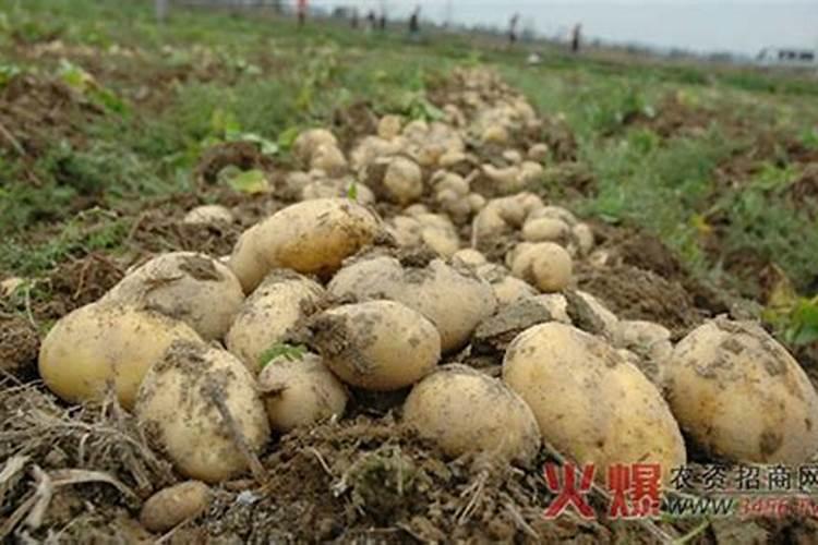 腐植酸肥料使用大忌腐植酸蒜肥料的使用禁忌