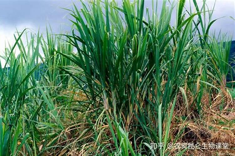 水溶肥兑水了可以放几天,一斤水溶肥兑多少水合适