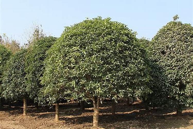 桂花树施什么肥料最好