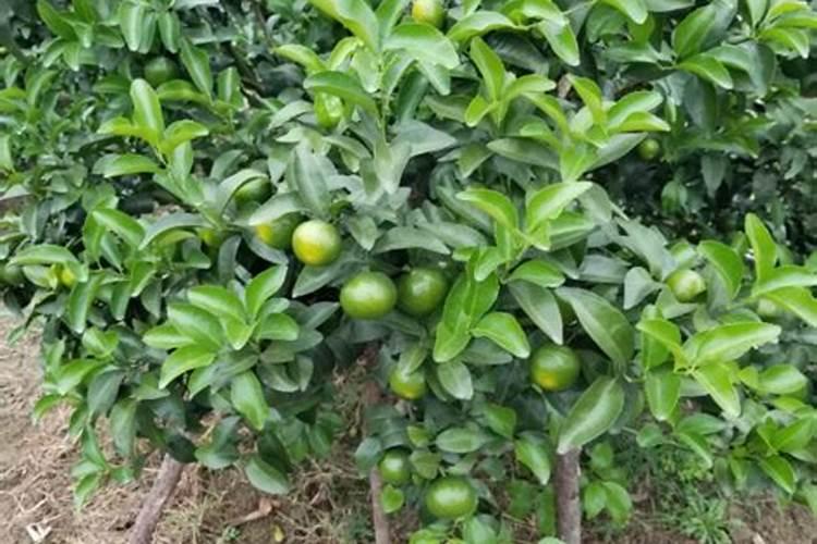 柑橘苗叶面肥施药方法