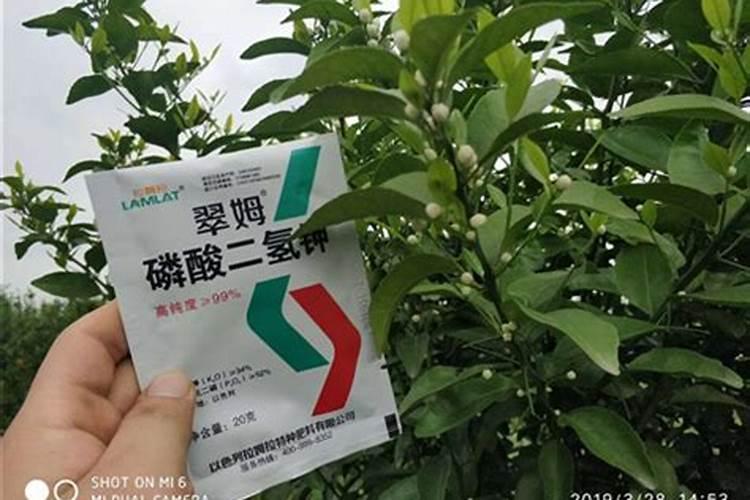 柑橘促花时间和药物