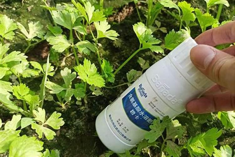 蟹爪兰有花苞施什么肥好