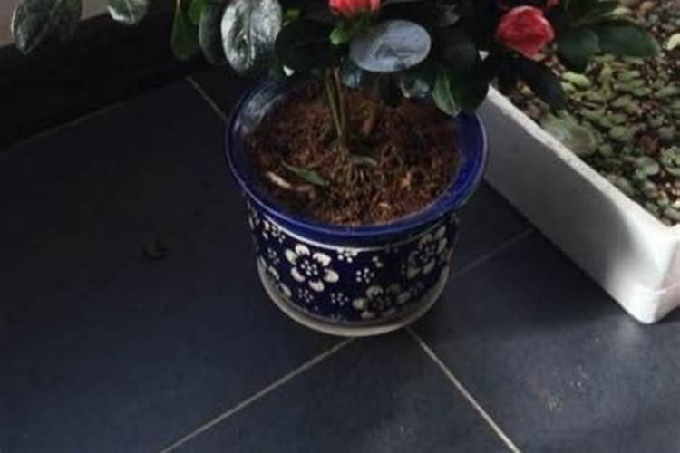 杜鹃用什么叶面肥？
