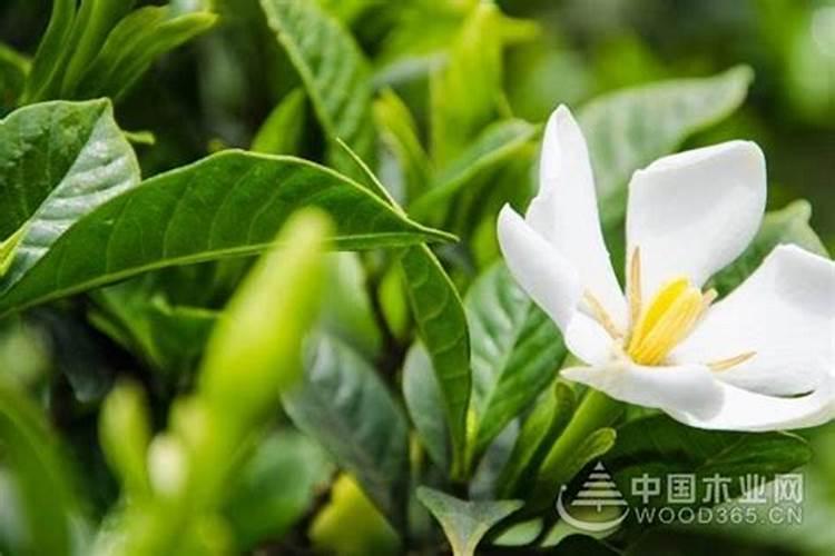 杜鹃能喷叶面肥吗？喷叶面肥用什么肥料比较好？