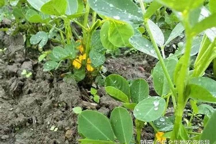氮肥可以兑水浇花吗