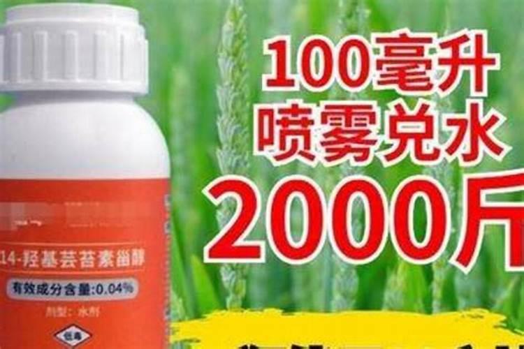 杨树施什么肥料长得快