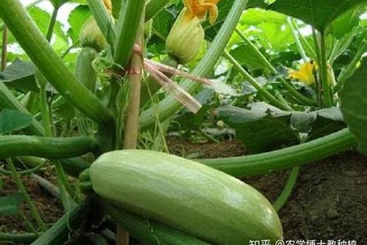 杨树施什么肥长得最快