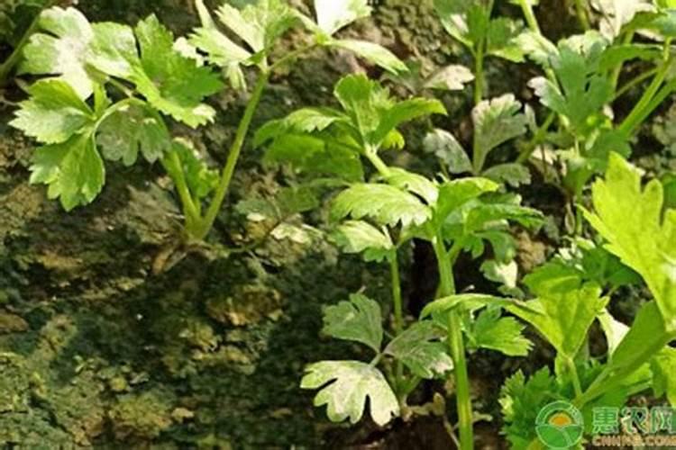 蟹爪兰开花应该用什么肥料