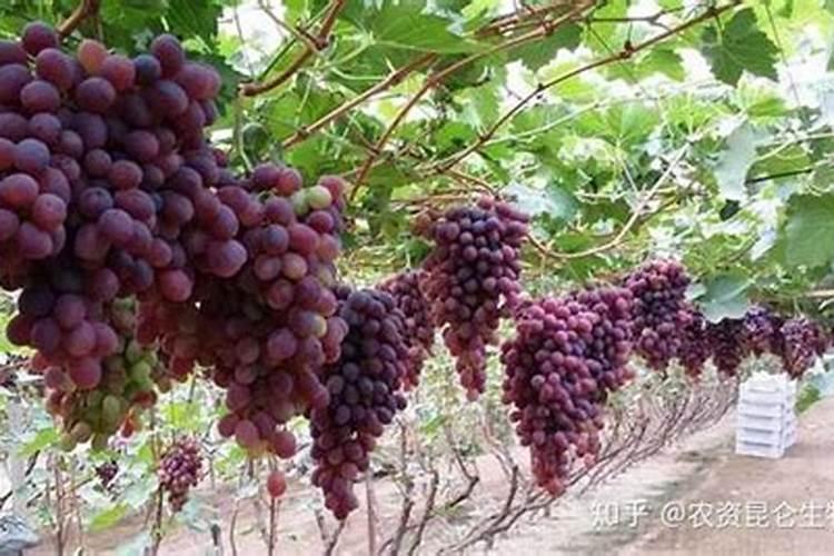 大棚土豆能不能冲复和肥？