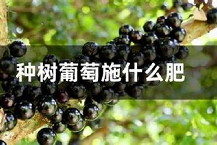 月季花的养殖方法