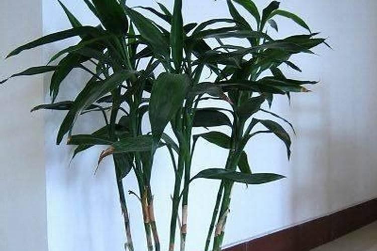 西红柿打甜蜜素能增甜吗