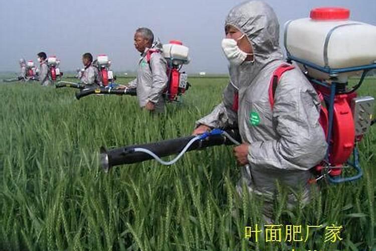 小麦除草剂能和叶面肥混合打吗 什么时候打合适