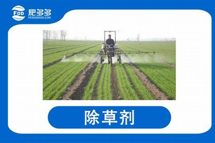 黄瓜秧叶子有黄斑打什么药 黄瓜秧叶子黄了怎么办