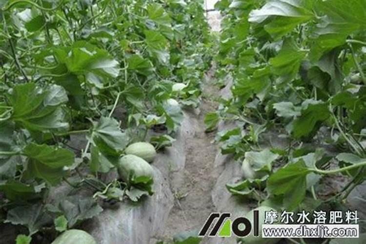 甜瓜授粉15天后冲平衡肥还是高钾肥好？