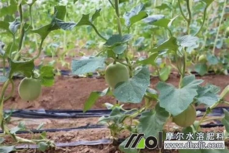 甜瓜授粉15天后冲平衡肥还是高钾肥好？