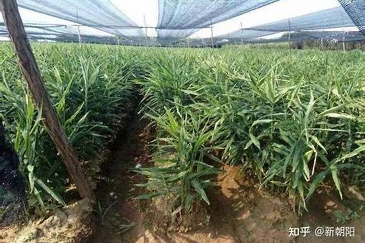 大姜 种植方案谁有能给我一份吗
