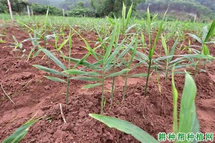 香瓜施什么肥料最好
