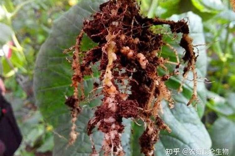 硅肥的作用有哪些？