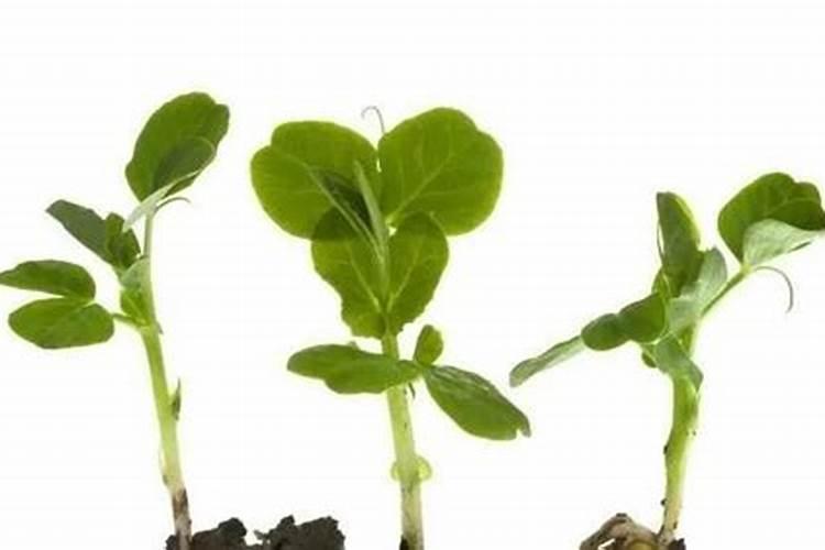 硅对植物生长的效果,如何正确施用硅肥