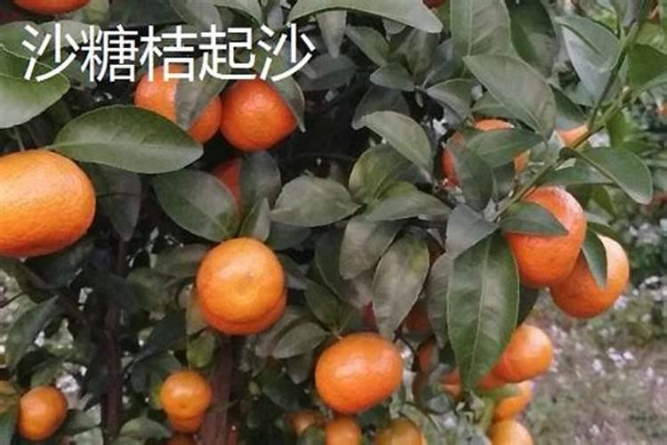 尿素喷施叶面肥按多少的比例兑水