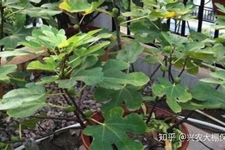 尿素撒到水稻田里两天下大雨会冲掉吗