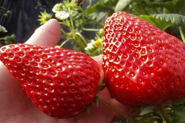 钾素肥料中钾含量的测定公式 钾肥中钾含量的测定方法