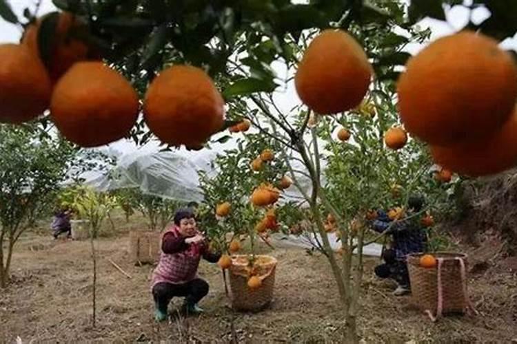 一斤水兑多少磷酸二氢钾