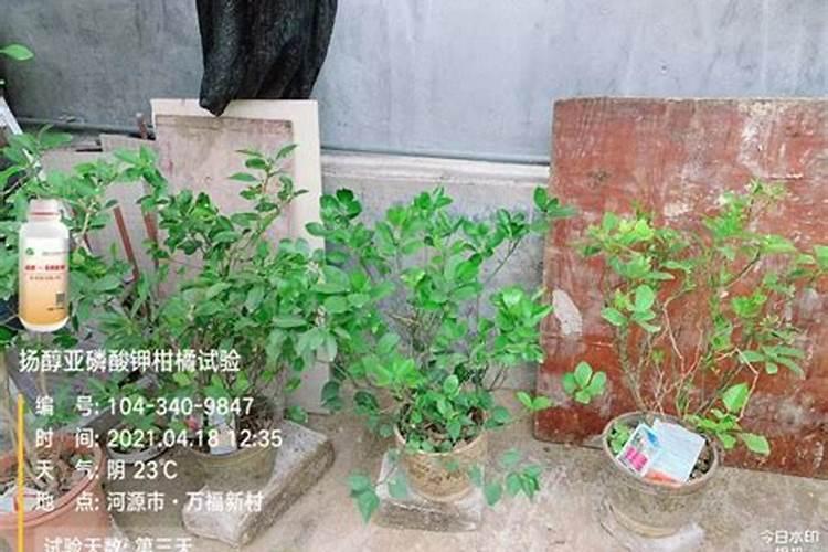 花生需要追肥吗,怎么追肥