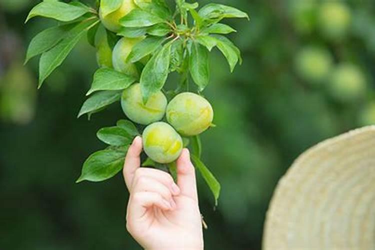 李子树开花时的管理方法
