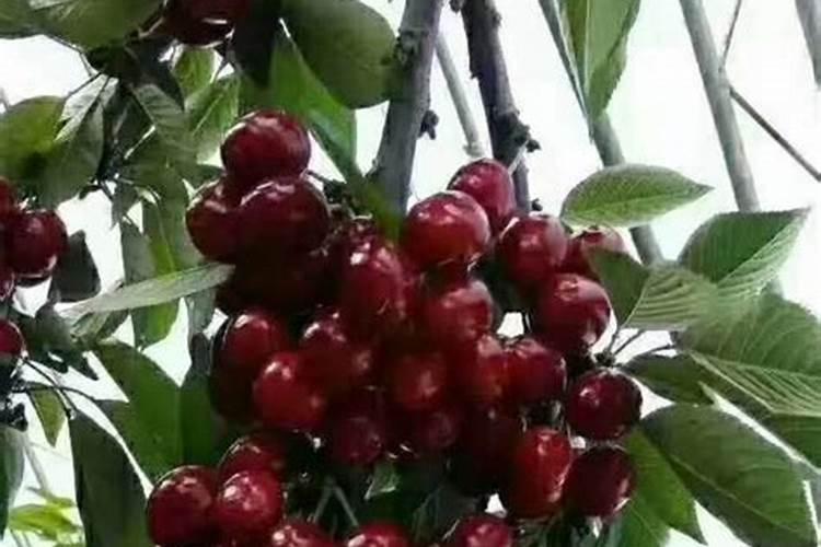 樱桃树花前如何施肥,施什么肥,需不需要浇水,如何能坐住果,谢谢？