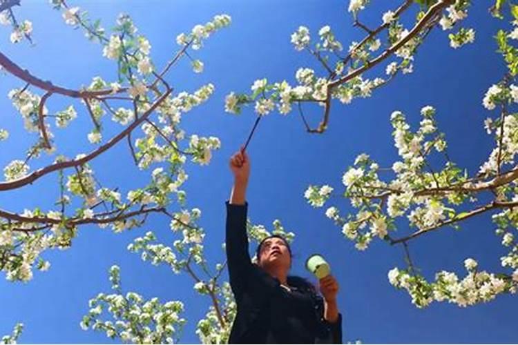 樱桃上的问题:樱桃花前施什么肥、水怎么浇？