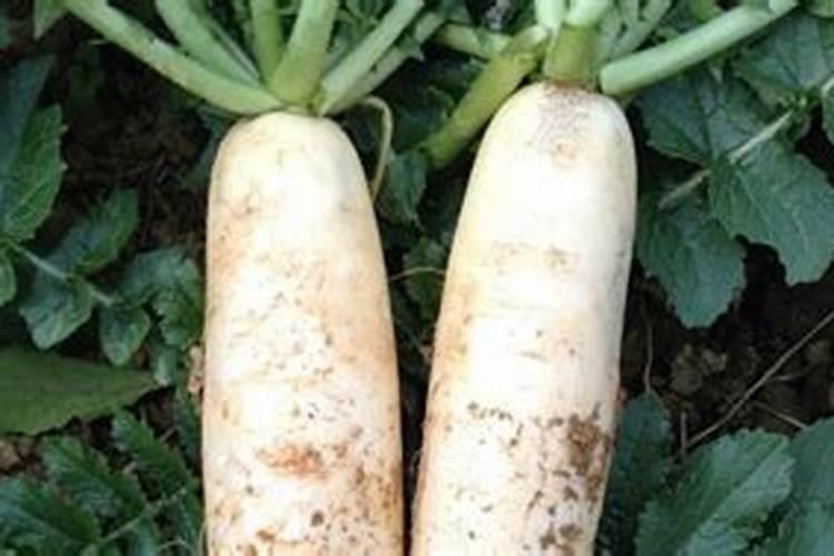 大姜膨果期用什么肥料好？