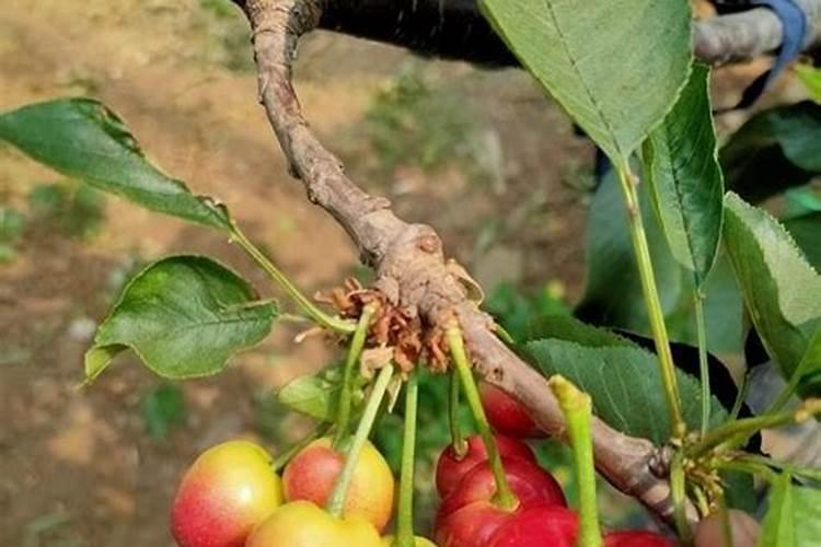 种植大姜后期用什么肥料好？