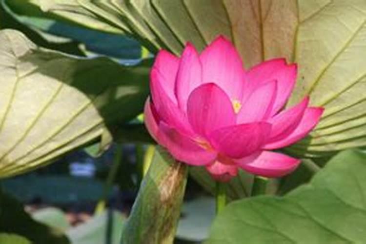 旱荷花叶子发黄怎么办