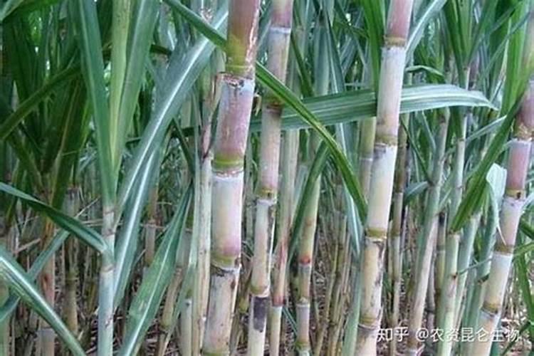 芸苔素喷施后三小时下雨有作用吗？
