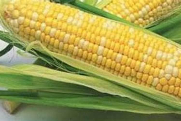 玉米施锌肥的最佳时间 使用方法及注意事项