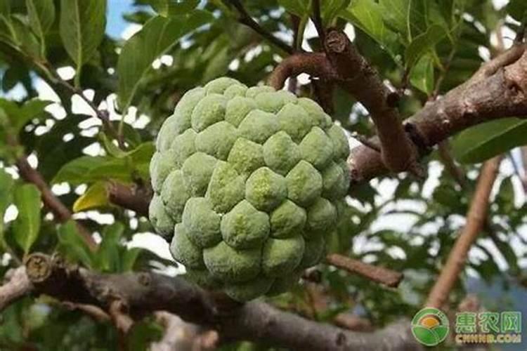 含铁的肥料都有什么