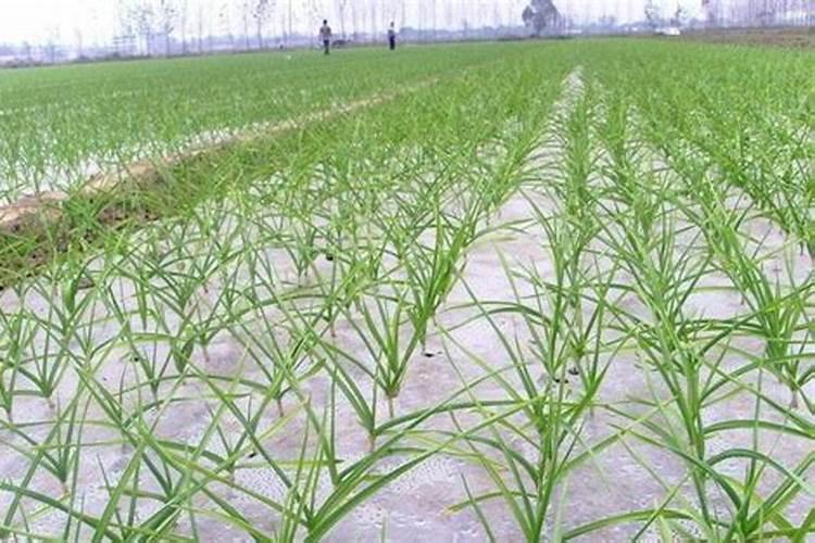 过完年大蒜用什么肥料好