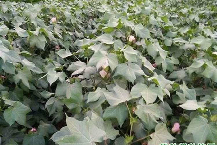 黄花菜正确施肥方法 黄花菜不同时期需要不同的肥吗