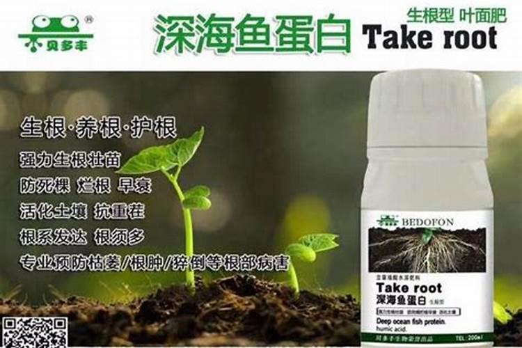 黄花菜开花期想要施肥,应该怎么施肥呢？