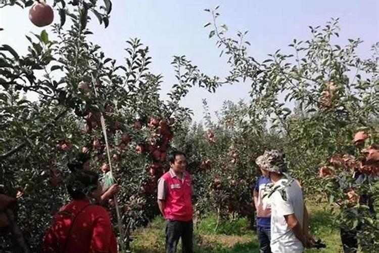 果树怎样补钙 缺钙有什么表现呢