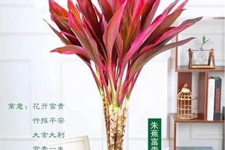 鸿运竹怎么养