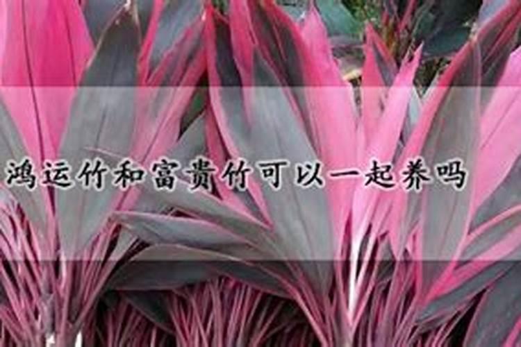 鸿运竹叶子枯黄怎么办鸿运竹叶子枯黄解决方法